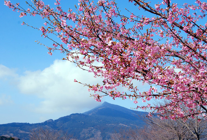 Vào khoảng cuối tháng 2, hoa anh đào núi nở bạt ngàn tại công viên Ibaraki.