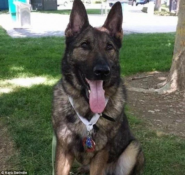 “Chúng tôi không biết chuyện gì xảy ra, thật kinh khủng. Tại sao lại nhầm lẫn như thế được. Họ nói với tôi rằng giấy tờ ghi rõ đây là Irgo”, Joseph tức giận nói. Sự việc chưa dừng lại ở đó. Hãng United Airlines thông báo rằng chú chó của Joseph có thể sẽ phải mất 2 tuần kiểm dịch trước khi có thể rời khỏi Nhật Bản.  Dù vậy, thông tin mới nhất của Daily Mail cho biết Irgo đang trên được vận chuyển tới Mỹ. Chỉ có một điều là không biết bao giờ chú chó mới gặp lại chủ Joseph của mình.  Joseph cho biết ông cảm thấy tức giận vì đáng lẽ ra chú chó sẽ có mặt cùng gia đình khi họ vừa quyết định chi tiền mua một căn nhà mới. “Chắc Irgo sẽ không có mặt kịp thời để đoàn tụ với chúng tôi lúc mua căn nhà này”.