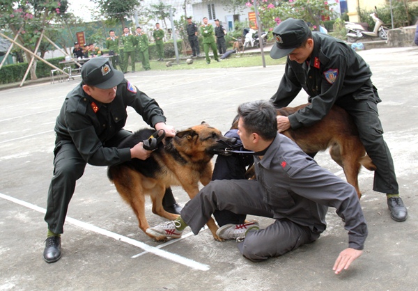 Bộ trưởng Nguyễn Văn Thể yêu cầu nghiên cứu sử dụng chó nghiệp vụ, thí điểm trước ở một vài sân bay lớn như Nội Bài, Tân Sơn NhấtBộ trưởng Nguyễn Văn Thể yêu cầu nghiên cứu sử dụng chó nghiệp vụ, thí điểm trước ở một vài sân bay lớn như Nội Bài, Tân Sơn Nhất